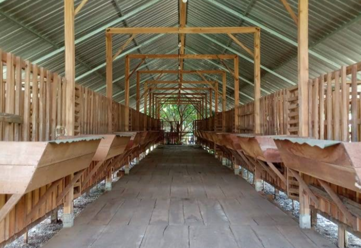 Peternakan Sapi dan Kambing